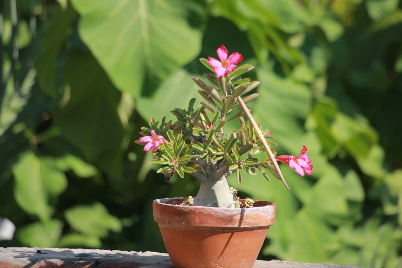 Adeniums, plants in Lahore from GrowPlants PK