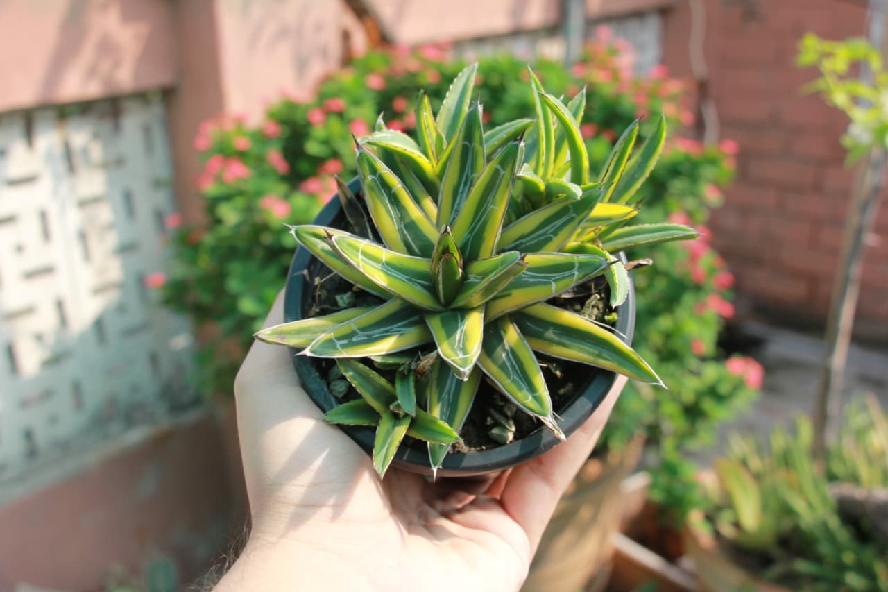 Agaves available from GrowPlants PK in Lahore