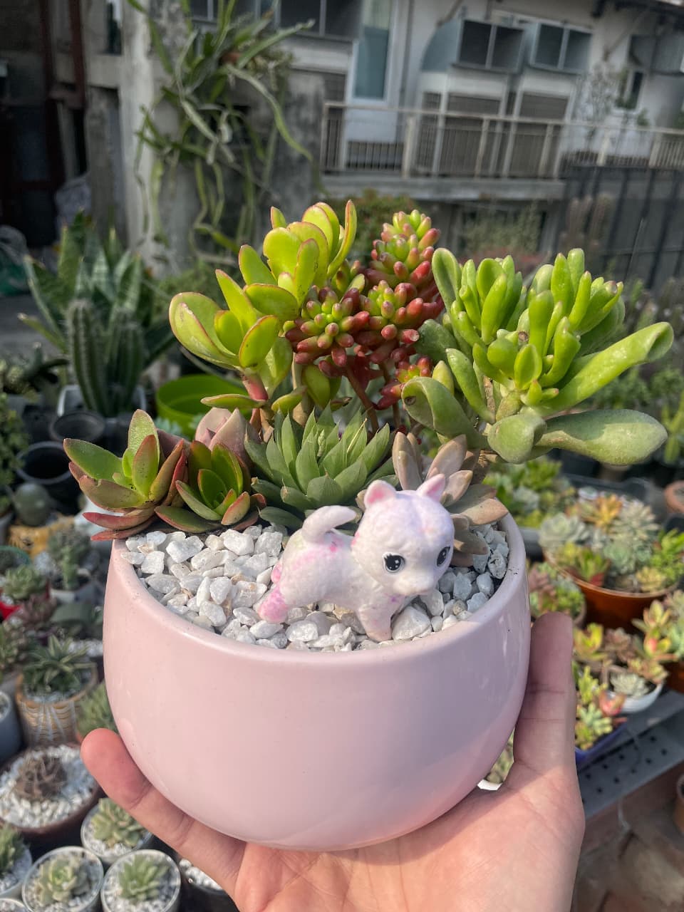 Succulent Arrangements, plants in Lahore from GrowPlants PK