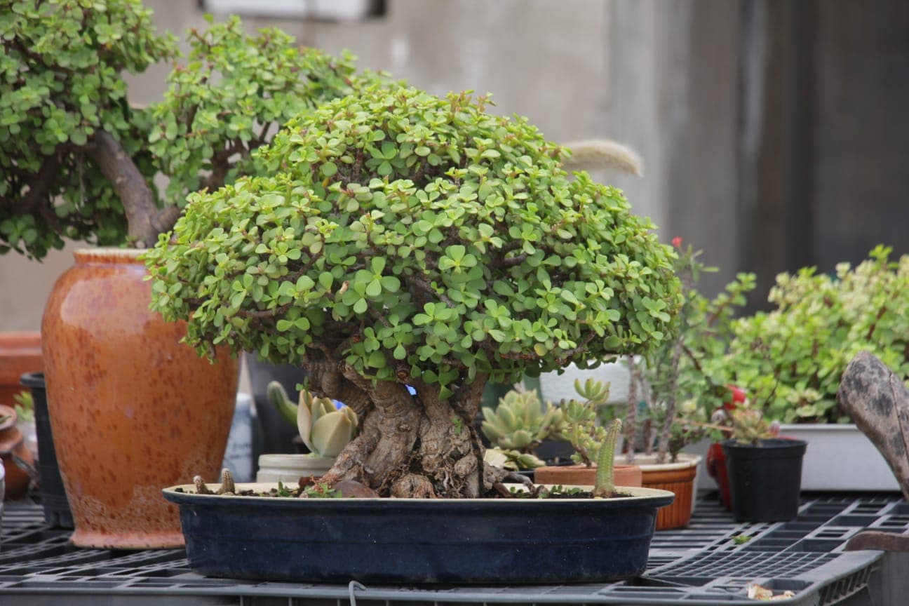 Bonsais available from GrowPlants PK in Lahore