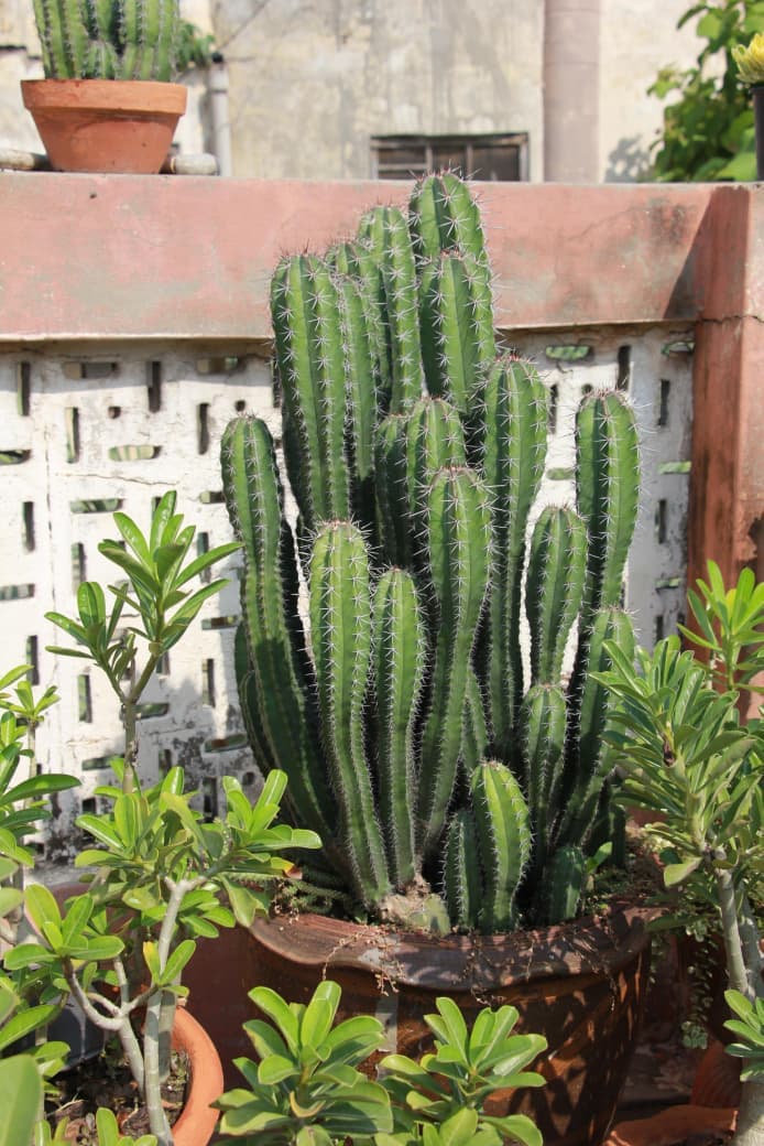 Cacti collection from GrowPlants PK