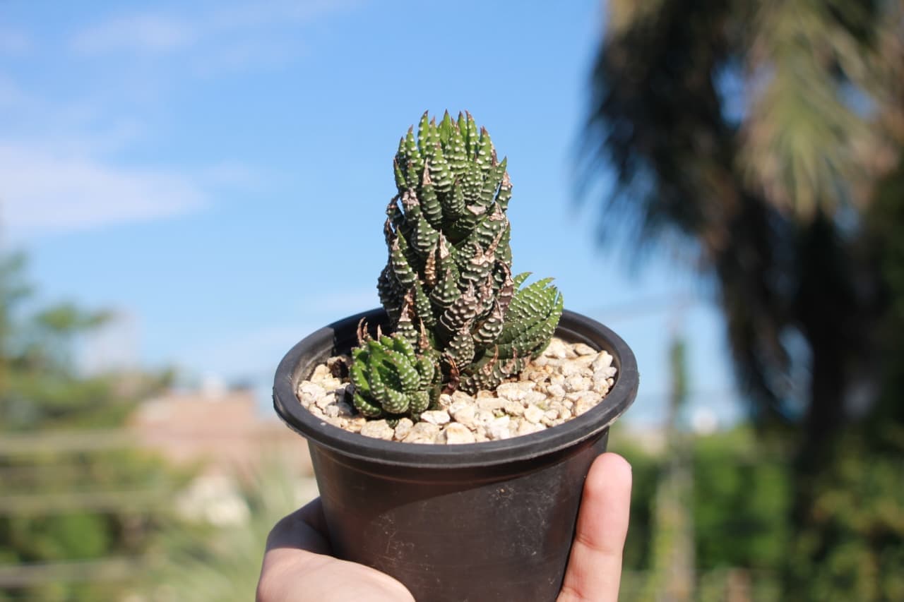 Haworthias available from GrowPlants PK in Lahore