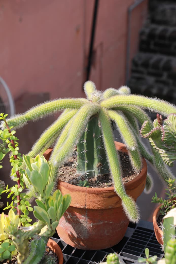 Monkey Tail Cactus, plants in Lahore from GrowPlants PK