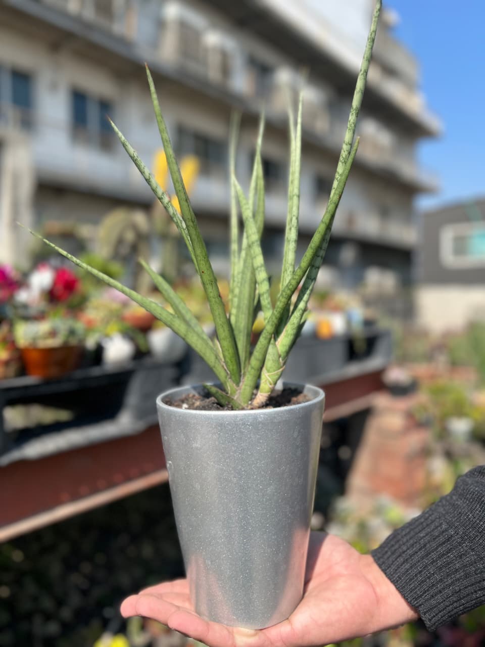 Sansevierias, plants in Lahore from GrowPlants PK