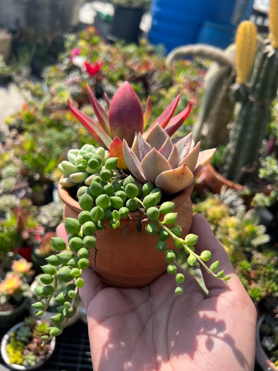 Succulents from GrowPlants PK