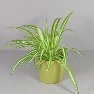 spider plant