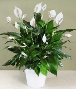 peace lily