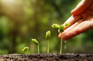 grow tomato plant 