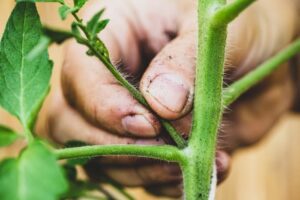 pruning tomato for grow