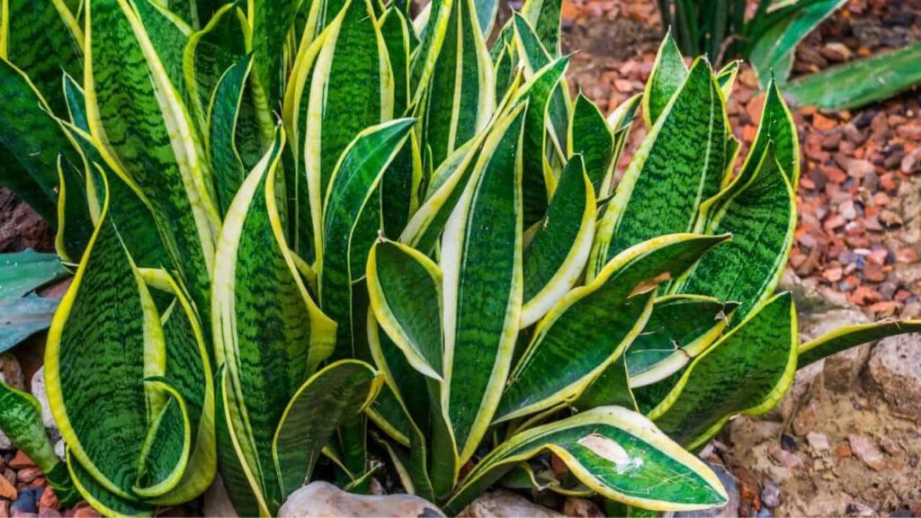 how to grow snake plant care