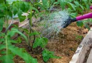 grow tomato plants 