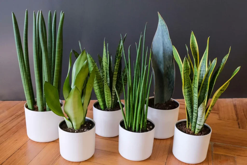 different varieties of snake plant