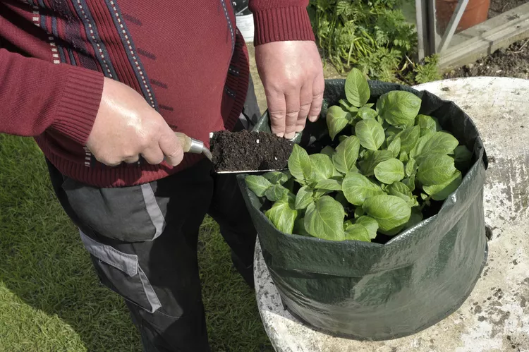 Gardening with Grow Bags: An Alternative Plant Container