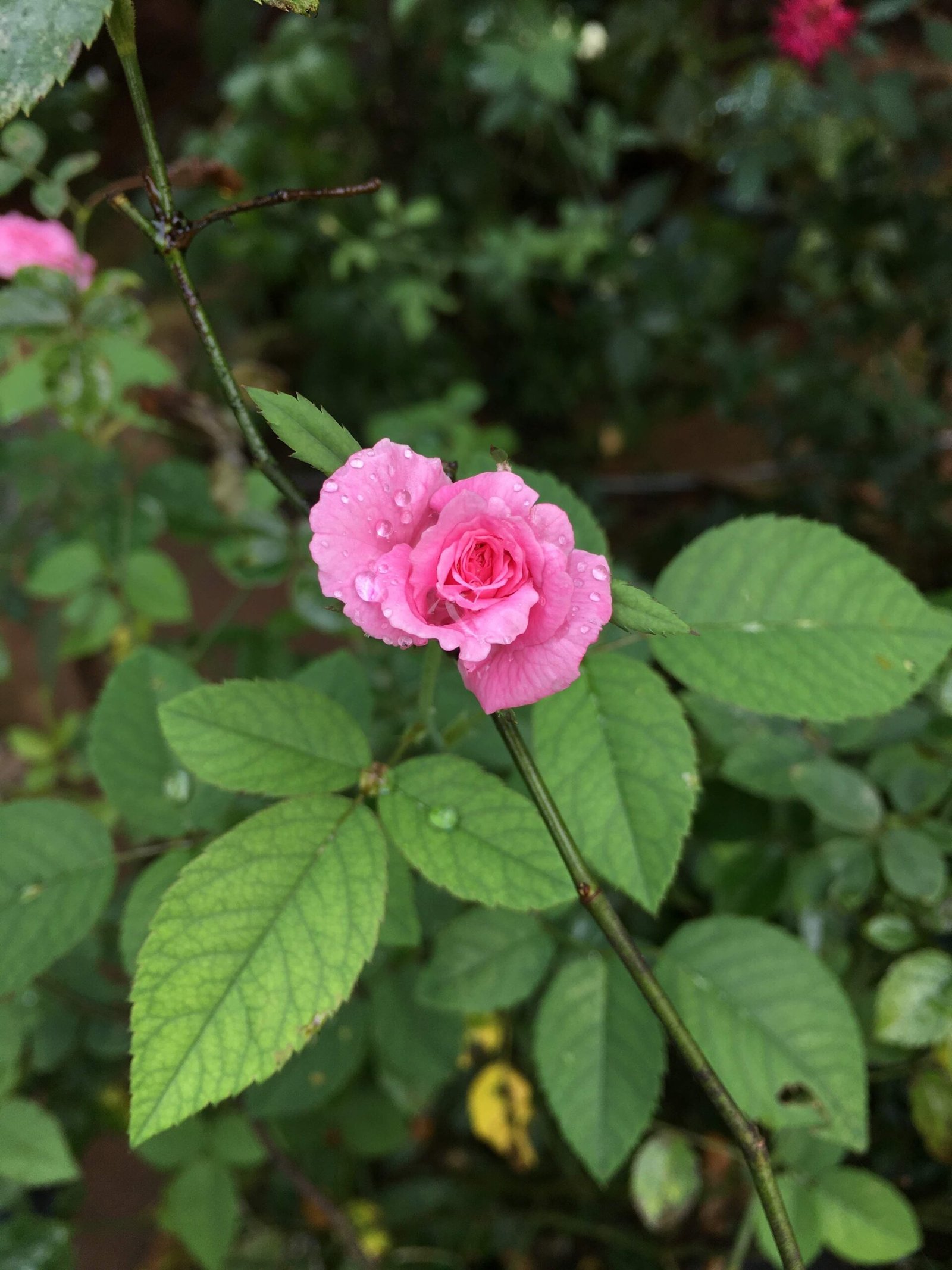 how-to-grow-a-rose-plant-from-a-cutting