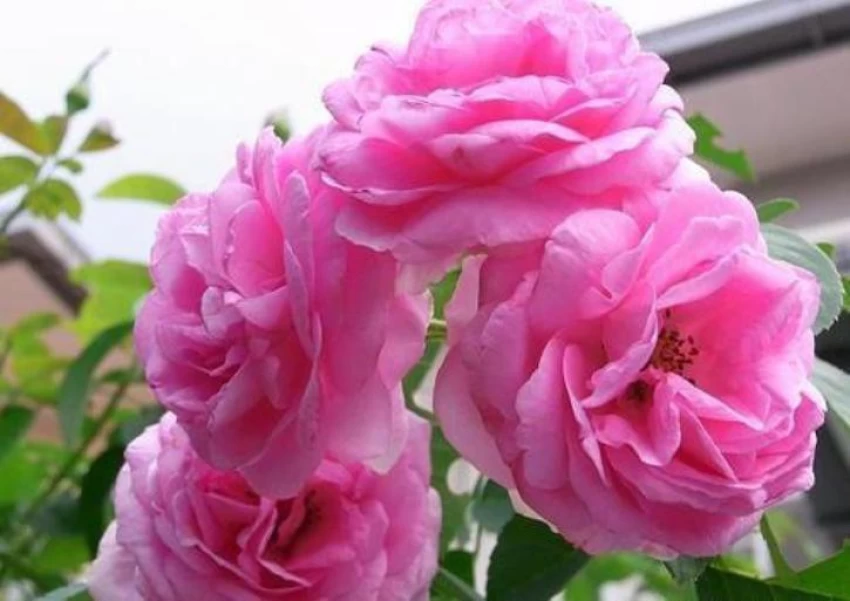 pink rose flower