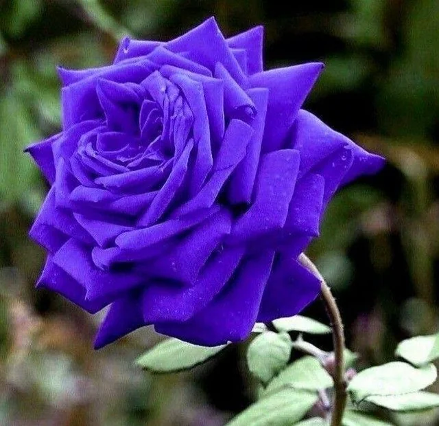 purple rose flower