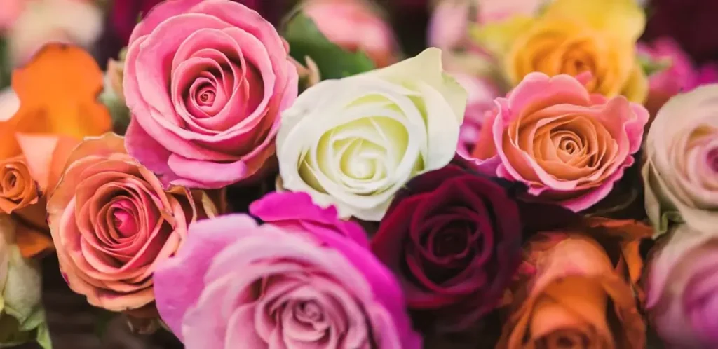 rose flower