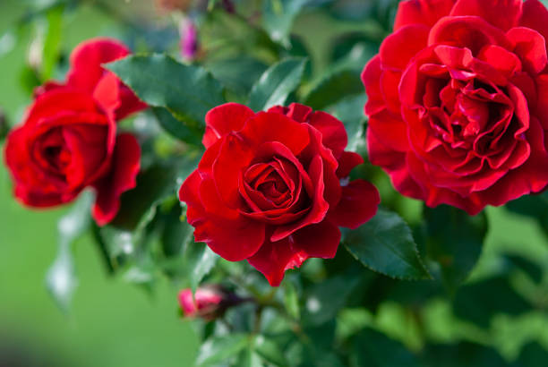 rose flower
