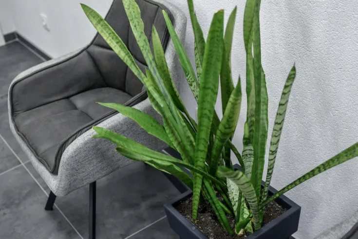 snake plant care guide