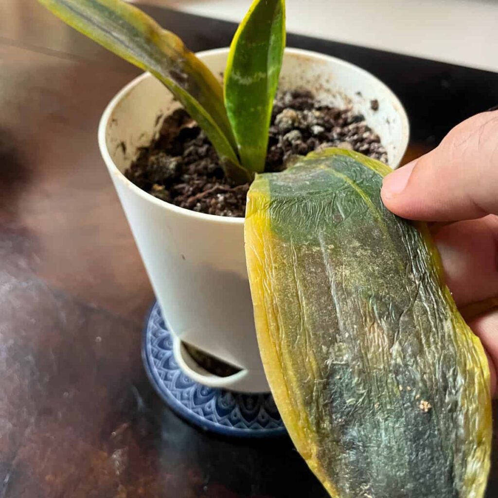 how to grow snake plant