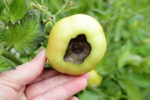 grow tomato pests