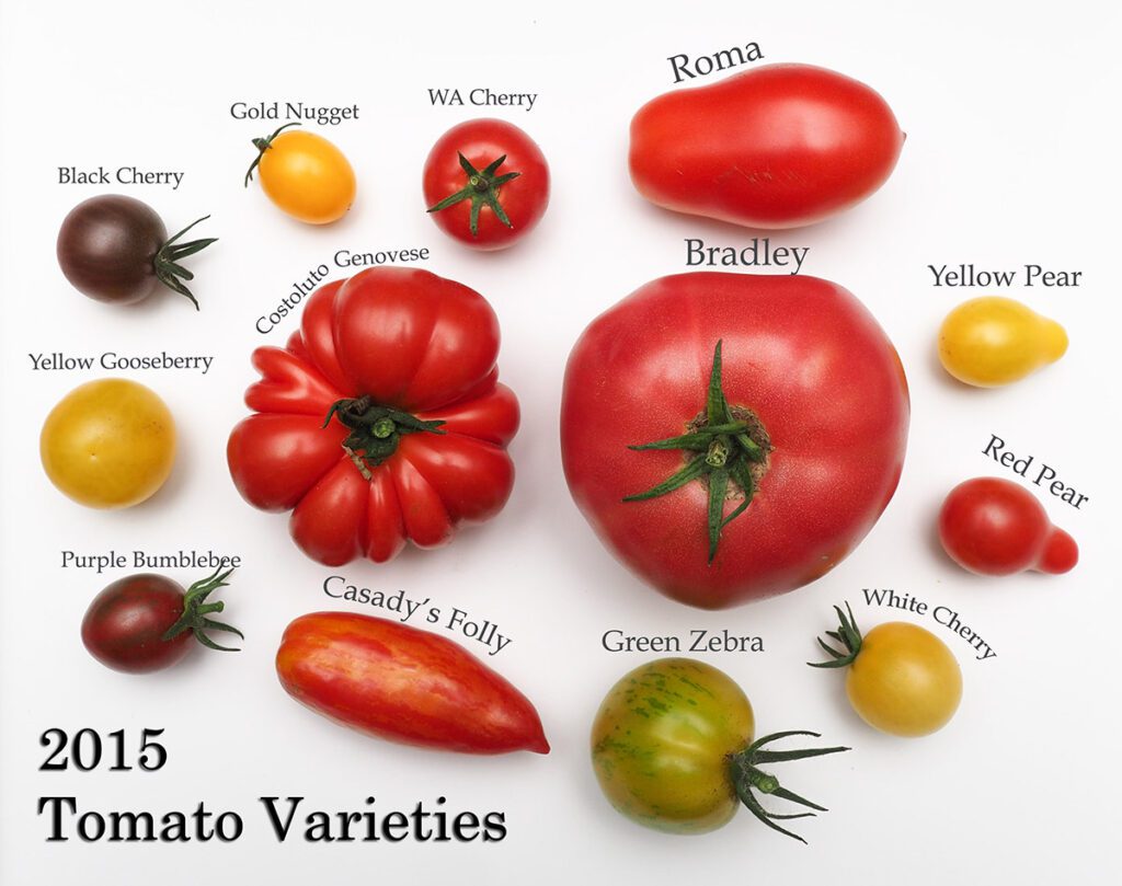 how to grow tomato 