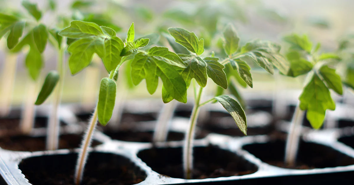 tomato plant