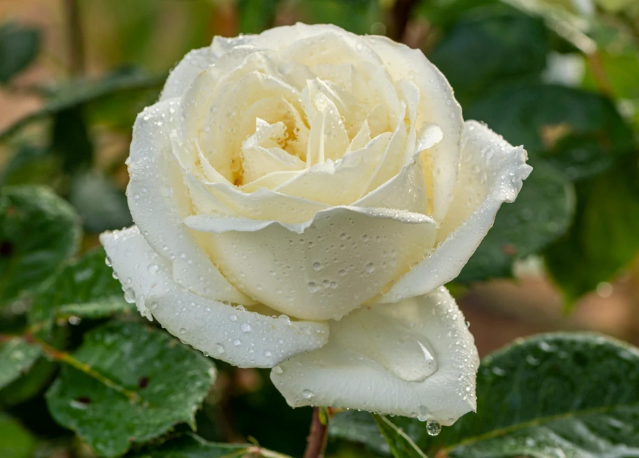 white rose flower