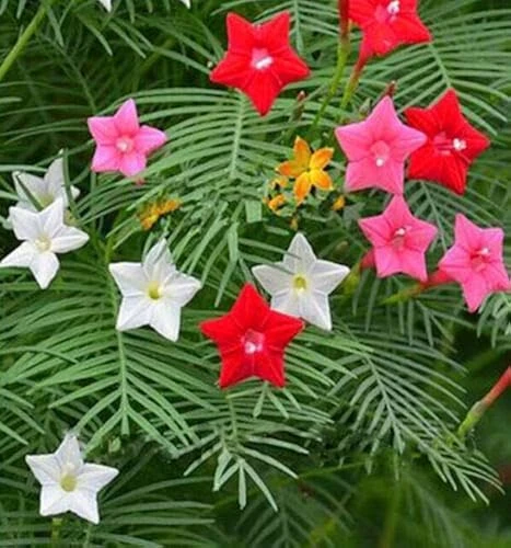 Colourful Cypress Creeper Flower Seeds for Trellis and Fences