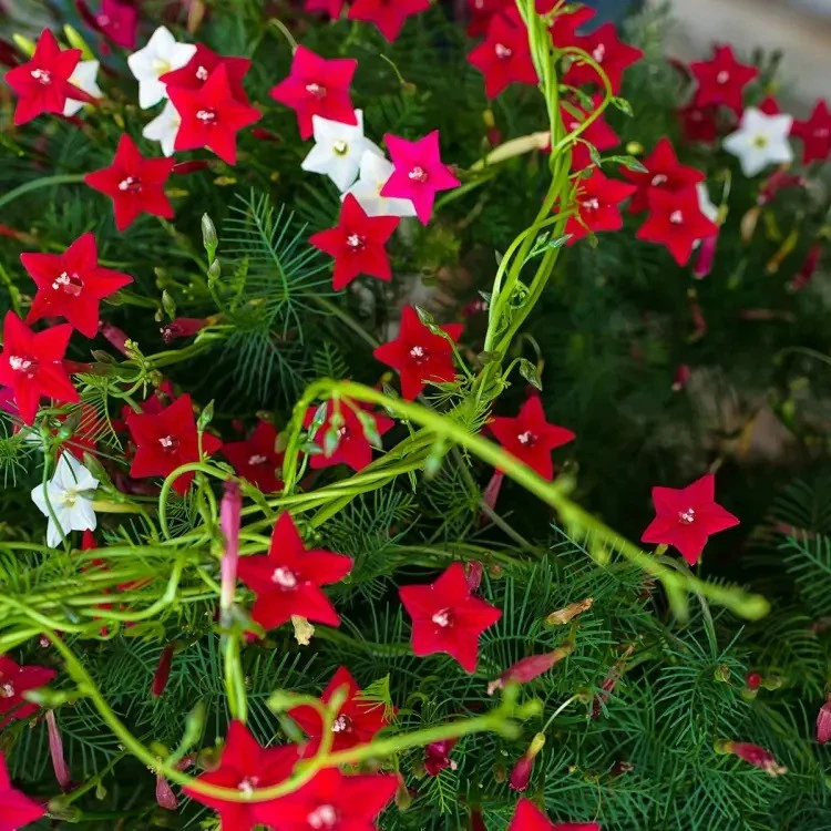 Cypress Creeper Flowering Vine – Mixed Colours – Garden Seeds Pakistan