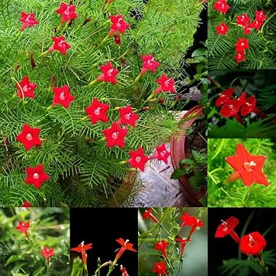 Cypress Creeper Mixed Flower Seeds Pack–Fast Growing Vine