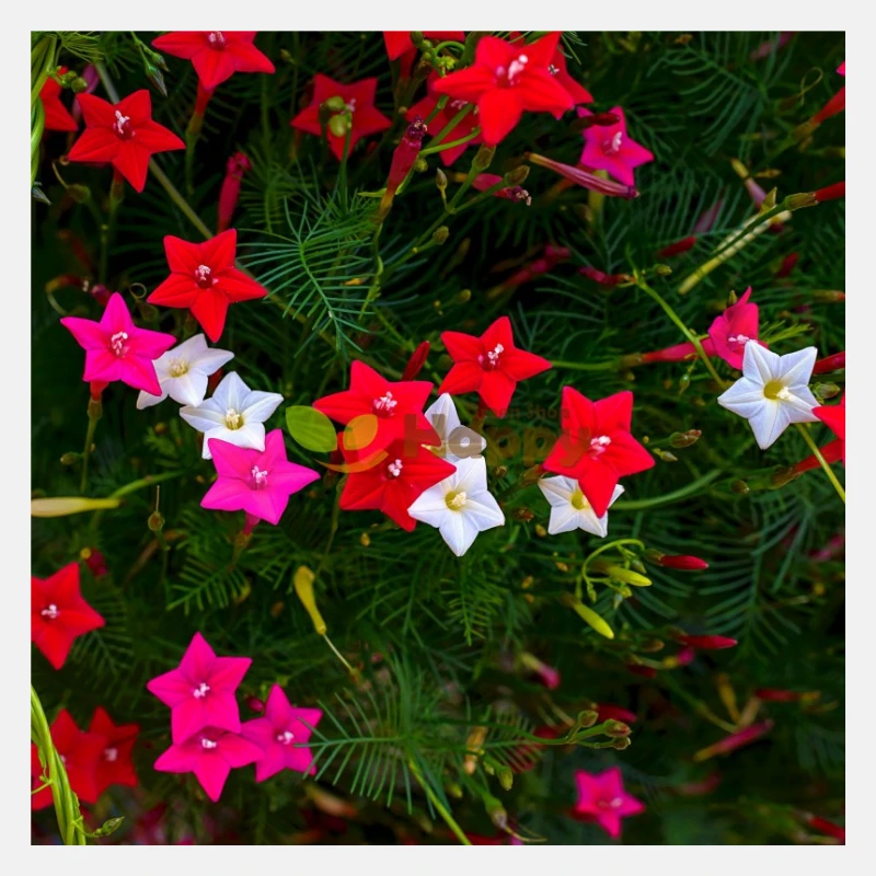 Cypress Creeper Mixed Flower Seeds – Colourful Fast Growing Climbing Vine