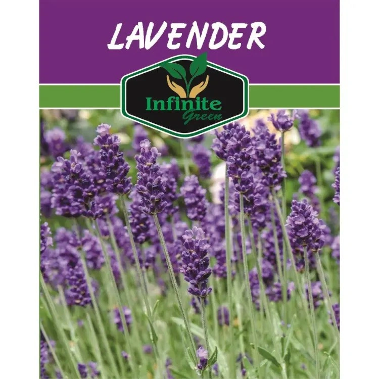 Lavender Herb Seeds – Premium Fragrant Flowers