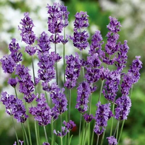 Lavender Herb Seeds – Premium Fragrant Flowers