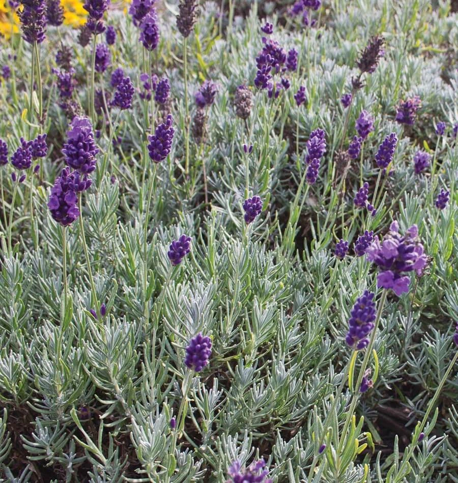 Lavender Herb Seeds – Grow Beautiful Fragrant Lavender Easily - Image 3
