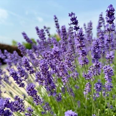 Lavender Herb Seeds – Grow Beautiful Fragrant Lavender Easily - Image 2