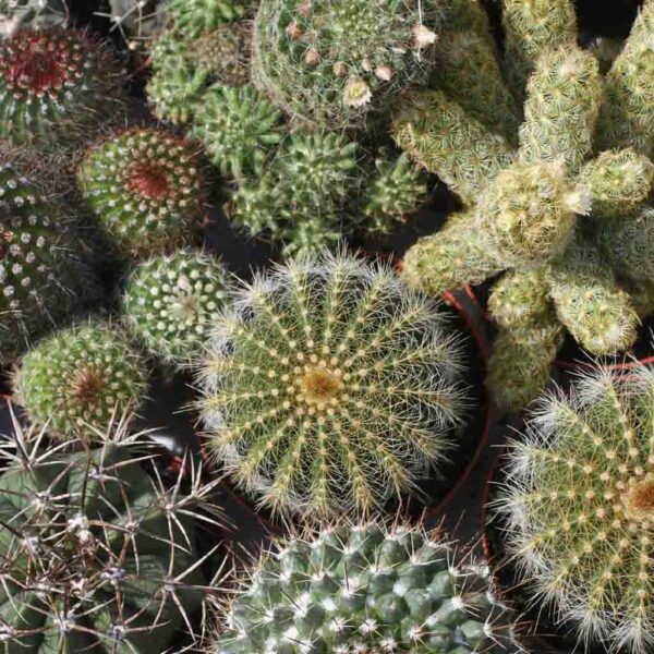 Cactus mix seeds - Image 2