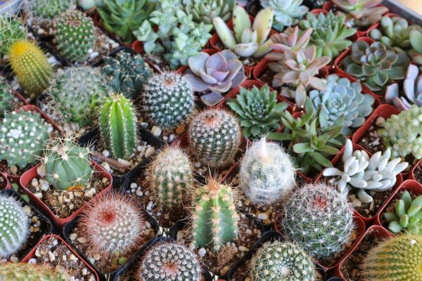 Cactus mix seeds - Image 3
