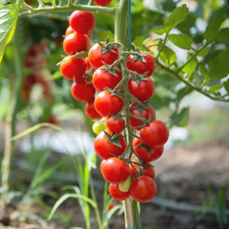 Cherry tomato Hybrid Seed - Image 2
