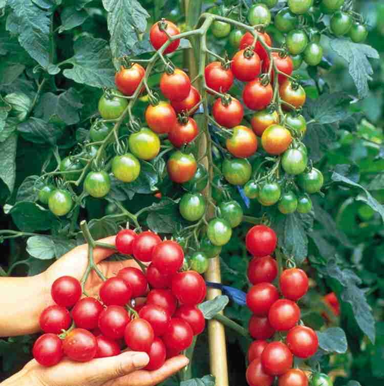 Cherry tomato Hybrid Seed - Image 3