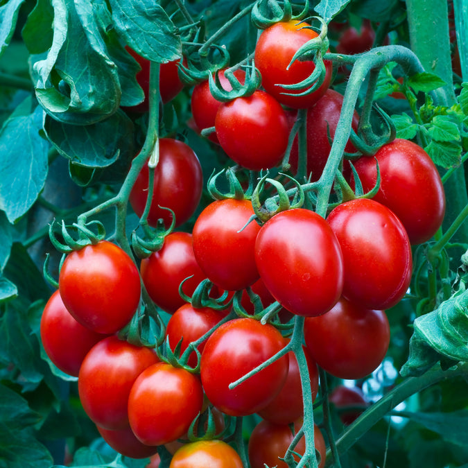 Cherry tomato Hybrid Seed - Image 4