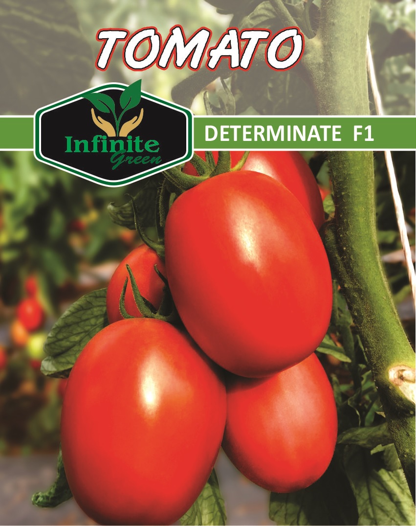 Tomato (Determinate) F1 Hybrid seeds - Image 2