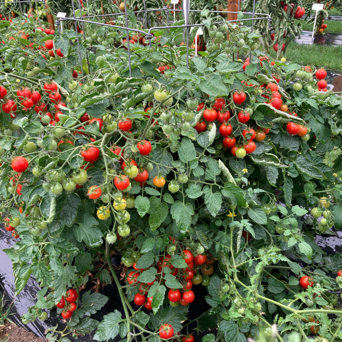 Tomato (Determinate) F1 Hybrid seeds - Image 3