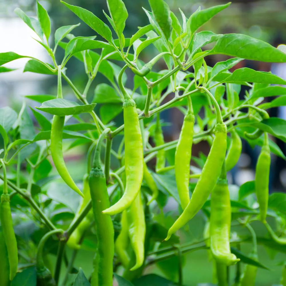 Green Chilli Desi long seeds - Image 4