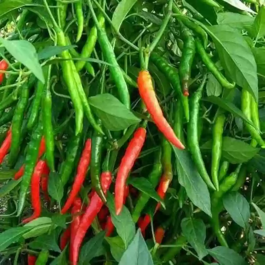 Green Chilli Desi long seeds - Image 5
