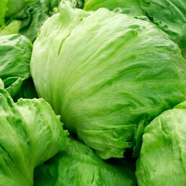 Iceberg Lettuce Seeds for Winter Season – Grow crisp, fresh lettuce at home in 65–70 days.
