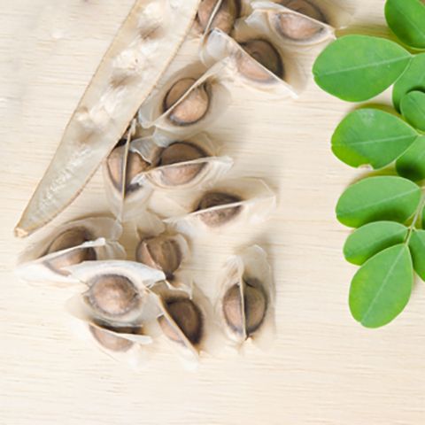Organic Moringa Oleifera Seeds (25 Seeds) - Image 2