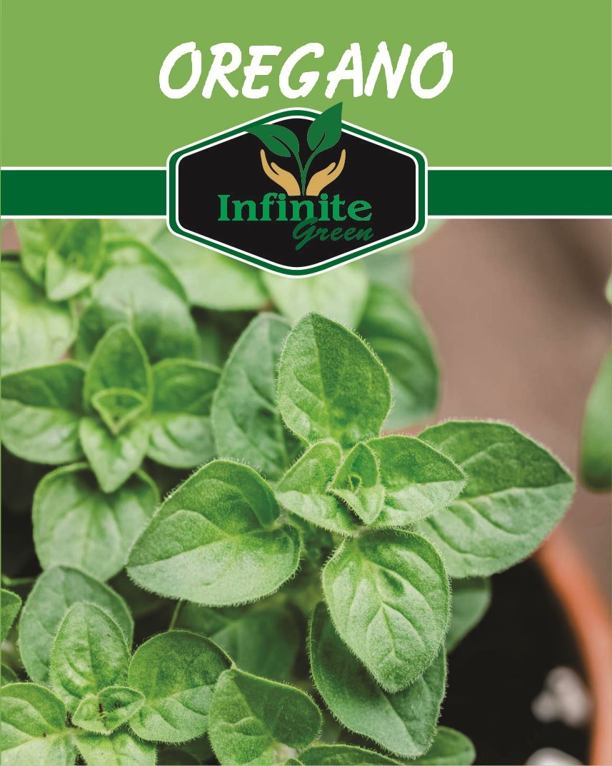 oregano herb seeds