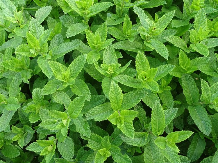 Peppermint (Podina) Herb Seeds – Premium Mint for Kitchen Gardening