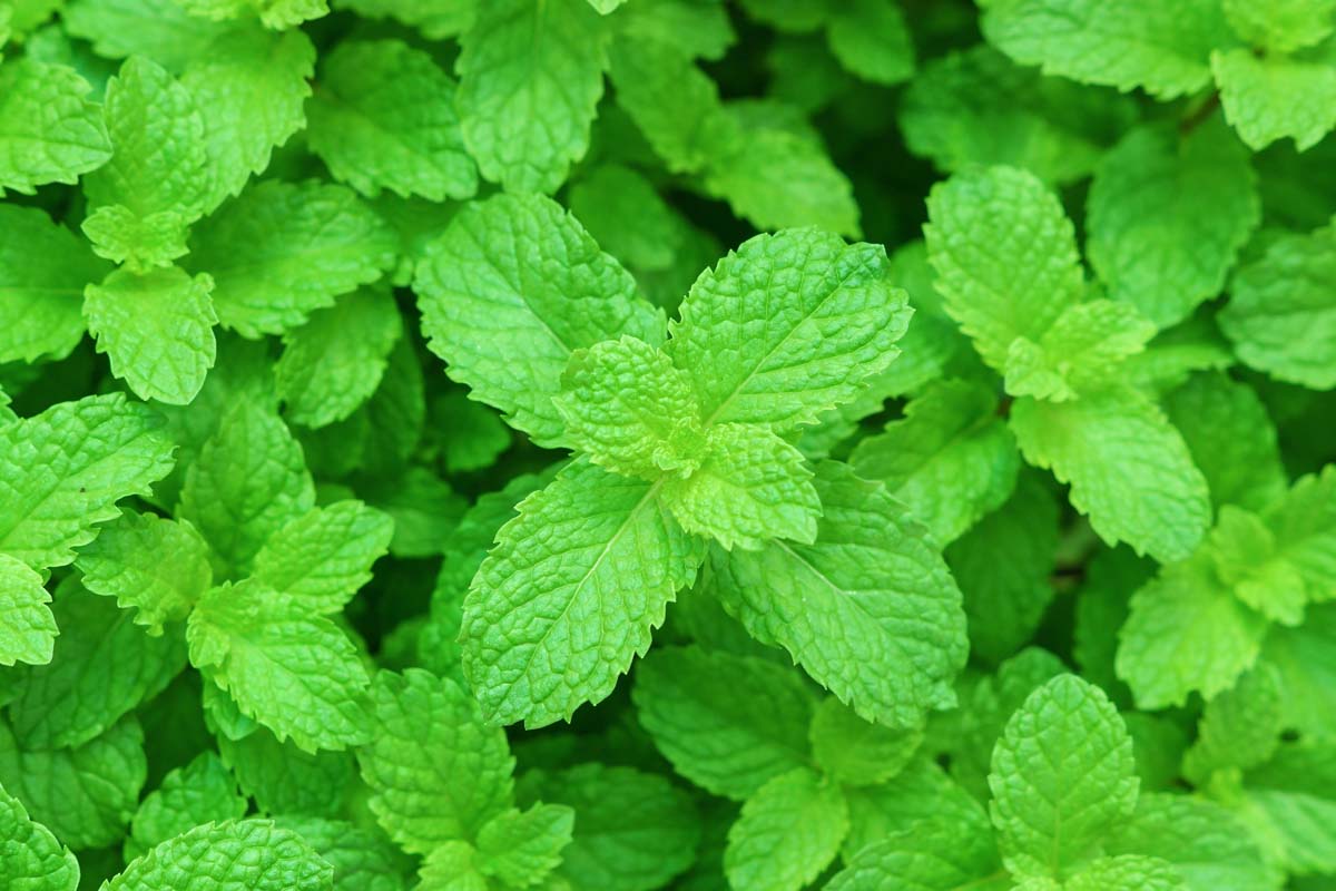 Peppermint (Podina) Herb Seeds – Premium Mint for Kitchen Gardening - Image 3